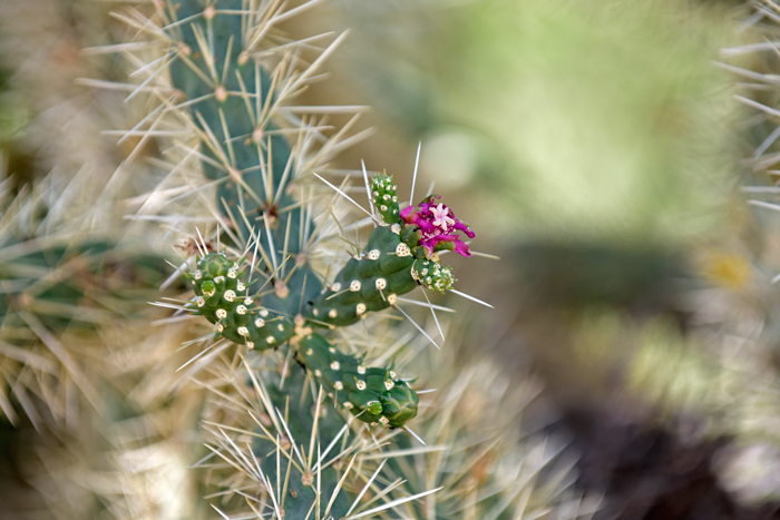 Jumping Cholla has pink to magenta flowers that open late afternoon; plants bloom from (June) April to September. Cylindropuntia fulgida 